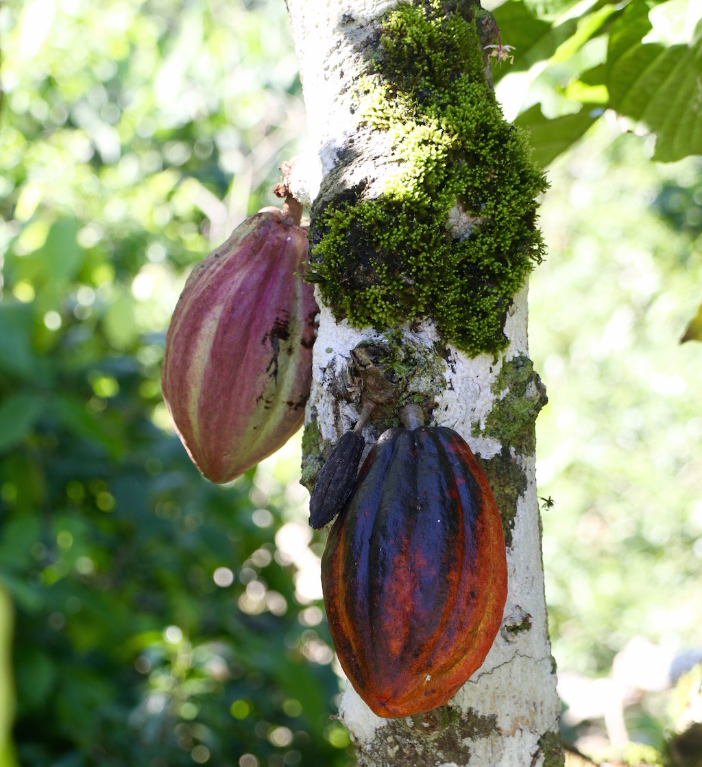 fruto del cacao Oreba Bocas del Toro