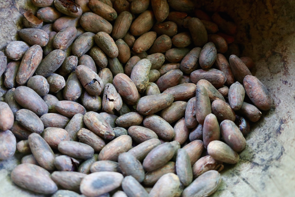Cacao seco Oreba