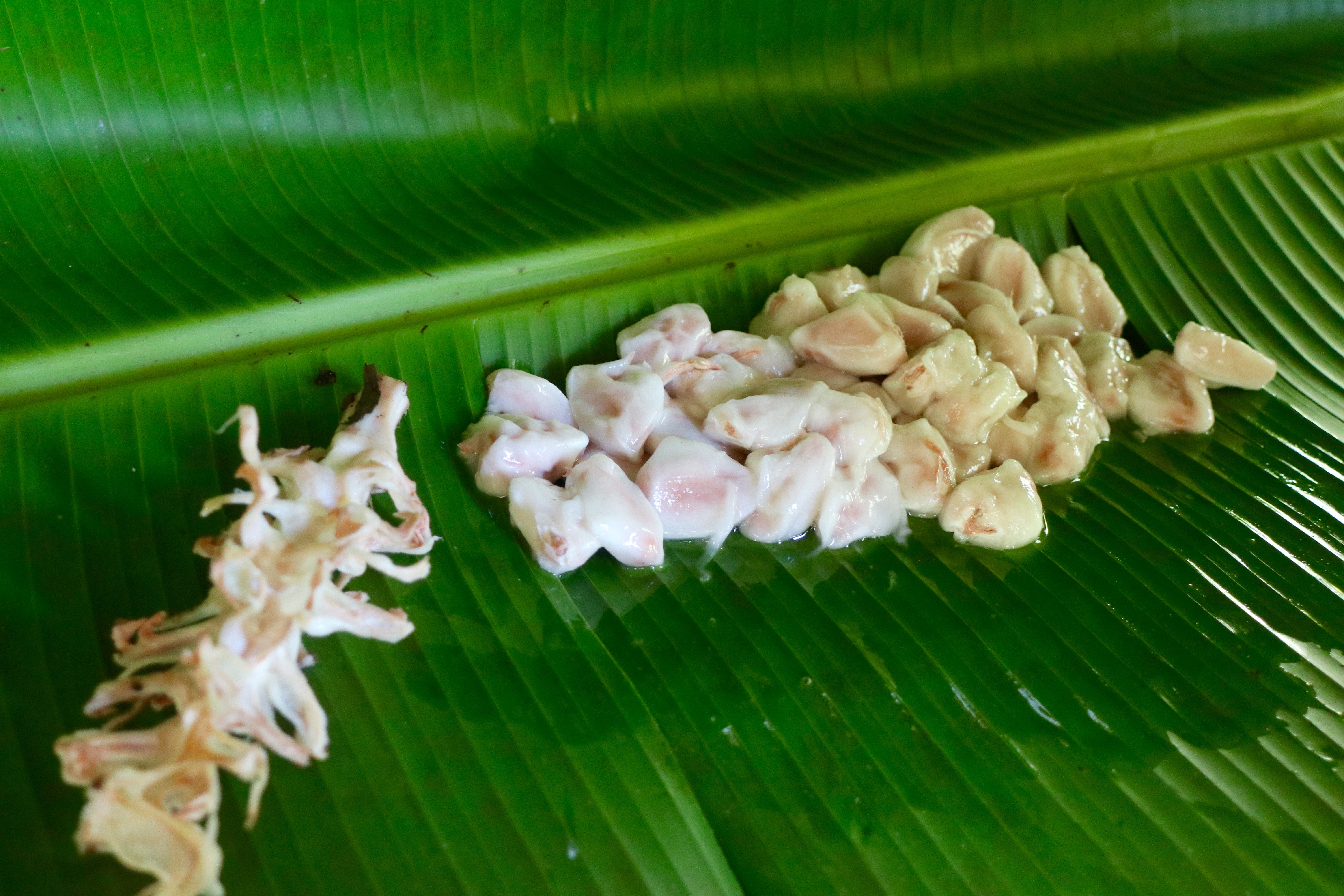 semillas de cacao en crudo Oreba